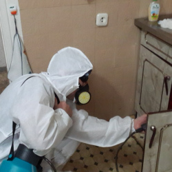 Дезинфекция от муравьев в квартире в Воронеже